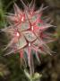 Red Flower Of Trifolium Stellatum, Star Clover by Stephen Sharnoff Limited Edition Print