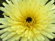 Yellow Flower Of Urospermum Dalechampii, A Yellow Composite by Stephen Sharnoff Limited Edition Print