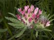 Anthyllis Vulneraria, La Vuln?Â©Raire, Or Kidney-Vetch by Stephen Sharnoff Limited Edition Print