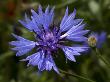 Centaurea Cyanus, The Cornflower, Or Bluebottle, Le Bluet De Champs by Stephen Sharnoff Limited Edition Print