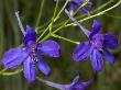 Close-Up Of A Pair Of Purple Delphinium, Or Larkspur Flowers by Stephen Sharnoff Limited Edition Print