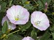 Convolvulus Cantabrica, The Pink Convolvulus, Possibly C. Althaeoides by Stephen Sharnoff Limited Edition Print