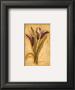 Designer Callas by Charlene Winter Olson Limited Edition Print