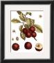 Plums by Henri Du Monceau Limited Edition Print