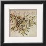 Oliva Europea by Vincent Jeannerot Limited Edition Print