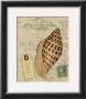 Postcard Shells I by Nancy Shumaker Pallan Limited Edition Print