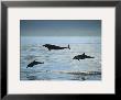 Bottlenose Dolphin by Francois Gohier Limited Edition Print