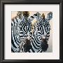 Zebres De Gol by Danielle Beck Limited Edition Print