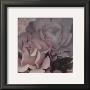 Parfum Iii by S. G. Rose Limited Edition Print