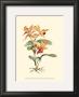 Orange Orchid by Joy Waldman Limited Edition Print