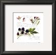 Summer Blackberry by Petula Stone Limited Edition Pricing Art Print