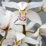 Orchid Closeup I by Nicole Katano Limited Edition Pricing Art Print