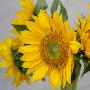 Sunny Sunflower Iv by Nicole Katano Limited Edition Print