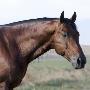 Bay Quarter Horse Stallion, Longmont, Colorado, Usa by Carol Walker Limited Edition Print