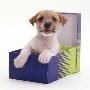 Jack In A Box - Jack Russell Terrier Pup In A Shoe Box by Jane Burton Limited Edition Pricing Art Print