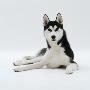 Siberian Husky Dog, Lying Down by Jane Burton Limited Edition Print