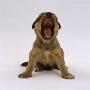 Lakeland Terrier X Border Collie, 4-Week Puppy Yawning by Jane Burton Limited Edition Print