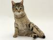 Domestic Cat, Oestrus Female Tabby Rolling, On Heat by Jane Burton Limited Edition Print
