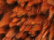 Close-Up Of Plumage Of Male Pheasant by Niall Benvie Limited Edition Print