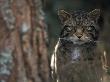 Wild Cat In Pine Forest, Cairngorms National Park, Scotland, Uk by Pete Cairns Limited Edition Print