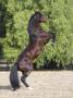 Bay Azteca (Half Andalusian Half Quarter Horse) Stallion Rearing On Hind Legs, Ojai, California by Carol Walker Limited Edition Print