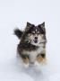 Female Red Tricolor Australian Shepherd Dog Running In Snow, Longmont, Colorado, Usa by Carol Walker Limited Edition Print