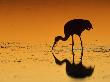 Sandhill Crane, Feeding At Sunset, Florida, Usa by Lynn M. Stone Limited Edition Pricing Art Print