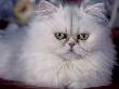 Pure Bred White Persian Domestic Cat by Lynn M. Stone Limited Edition Pricing Art Print