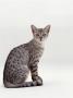 Domestic Cat, Female Silver Egyptian Mau by Jane Burton Limited Edition Print