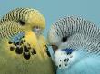 Budgerigar Pair Courting by Petra Wegner Limited Edition Print
