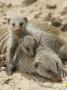 Banded Mongoose And Young, Etosha National Park, Namibia by Tony Heald Limited Edition Pricing Art Print
