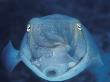 Broadclub Cuttlefish, Face-On, Great Barrier Reef, Australia by Jurgen Freund Limited Edition Print