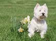 West Highland Terrier, Illinois, Usa by Lynn M. Stone Limited Edition Print