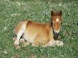 Mustang / Wild Horse Foal, Pryor Mountains, Montana, Usa by Lynn M. Stone Limited Edition Print