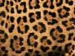 Close-Up Of Jaguar Cat Coat, by Staffan Widstrand Limited Edition Print
