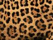 Close-Up Of Jaguar Cat Coat, by Staffan Widstrand Limited Edition Pricing Art Print