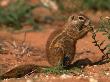 Cape Ground Squirrel Feeding, Kgalagadi National Park, South Africa by Pete Oxford Limited Edition Print