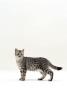 Domestic Cat, 5-Month Silver Spotted Shorthair Male, Standing With Tail Relaxed by Jane Burton Limited Edition Print