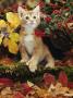 Ginger Kitten Among Autumn Leaves And Cotoneaster Berries, Note, Kitten Has Extra Toe (Polydactyl) by Jane Burton Limited Edition Pricing Art Print