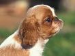 King Charles Cavalier Spaniel Puppy Profile by Adriano Bacchella Limited Edition Print