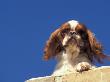 King Charles Cavalier Spaniel Adult Portrait On Wall by Adriano Bacchella Limited Edition Print