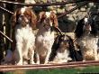 Four Young King Charles Cavalier Spaniels by Adriano Bacchella Limited Edition Print