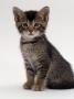 Domestic Cat, 9-Week Agouti-Tabby Male Kitten (Hybrid Wild Cat Crossed With A Blue Burmese) by Jane Burton Limited Edition Print