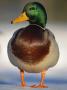 Mallard Drake Portrait Standing On Ice, Highlands, Scotland, Uk by Pete Cairns Limited Edition Print