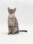 Domestic Cat, Female Silver Egyptian Mau Sitting by Jane Burton Limited Edition Print