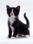 Domestic Cat, 6-Week, Black-And-White Kitten by Jane Burton Limited Edition Print