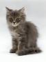 Domestic Cat, 10-Week, Grey Tabby Persian-Cross Kitten by Jane Burton Limited Edition Print