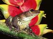 Tree Frog (Hyla Sp) Ecuadorian Amazon, South America by Pete Oxford Limited Edition Print