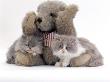 Domestic Cat, Two Blue Persian Kittens With A Brindle Teddy Bear by Jane Burton Limited Edition Print