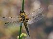 Four-Spotted Libellula Dragonfly Resting, Wings Spread, Scotland, Uk by Duncan Mcewan Limited Edition Print